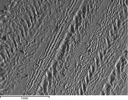 SEM micrograph image of peened Al-alloy surface by 10pulses/mm2.