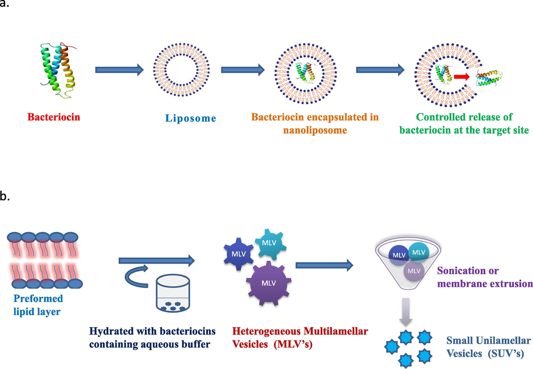(a). Schematic representation of encapsulation of bacteriocins in nanoliposomes (b). Diagrammatic representation of thin film hydration method.