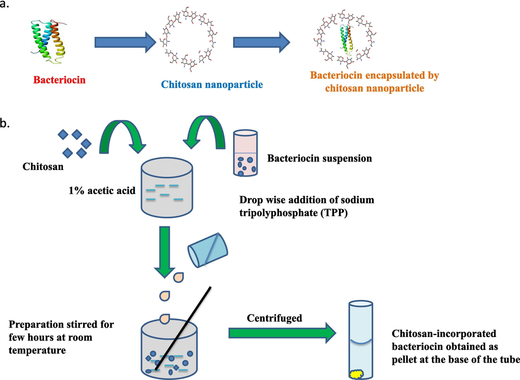 (a). Diagrammatic representation of bacteriocins encapsulated within chitosan nanoparticles. (b). Diagrammatic representation of ionic gelation method.