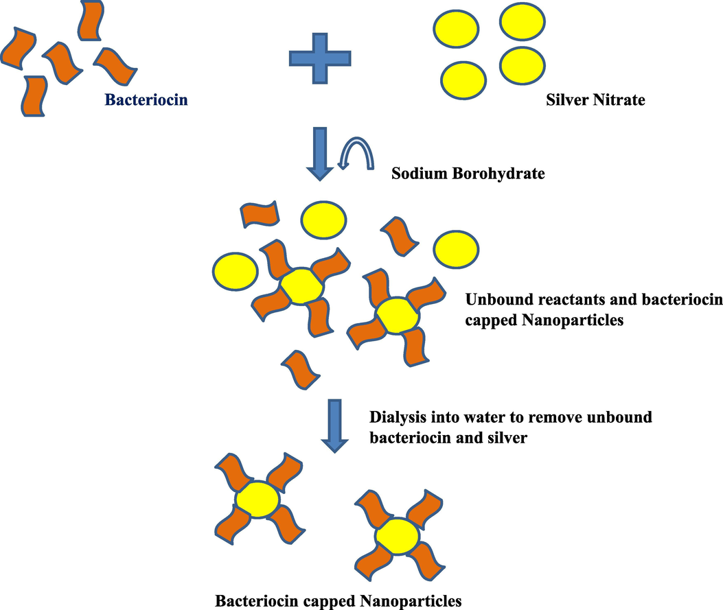 Schematic representation of green synthesis of bacteriocin capped silver nanoparticles.