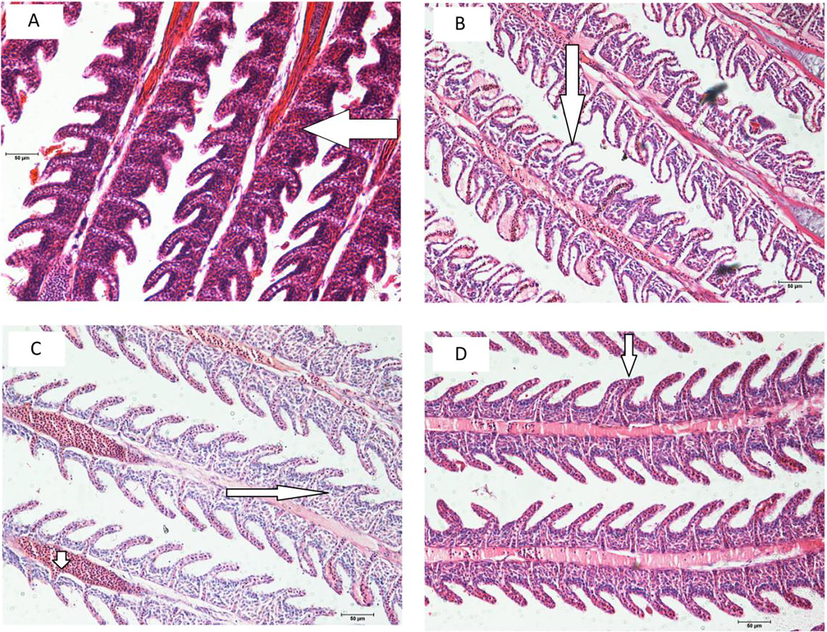 Photomicrographs of the gill of Clarias gariepinus. (a) partial hyperplasia of the epithelial cells (arrow); (b) epithelia lifting (arrow); (c) partial hyperplasia of the epithelial cells (long arrow), blood congestion in primary lamellar (small arrow); (d) fusion of 3 lamellae (arrow). Scale bar 50 µm. Hematoxylin/Eosin stain.