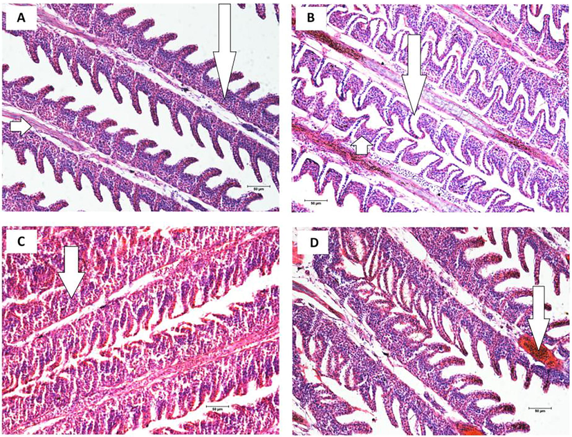 Photomicrographs of the gill of Clarias-like Clariothalmus. (a) partial hyperplasia of the epithelial cells (long arrow); expanded primary lamellar (short arrow); (b) epithelial lifting (long arrow); partial hyperplasia of the epithelial cells (short arrow); (c) complete fusion of several lamellae (arrow); (d) blood congestion in primary lamellar arrow). Scale bar 50 µm. Hematoxylin/Eosin stain.