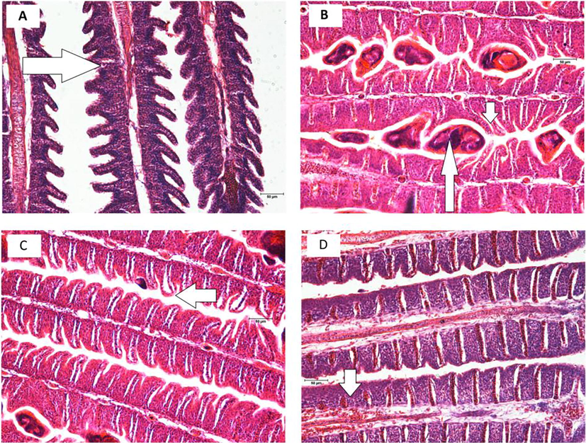 Photomicrographs of the gill of Pangapinus. (a) Partial hyperplasia of the epithelial cells (arrow); (b) parasite in the gills (long arrow), fusion of few lamellae (short arrow); (c) epithelial lifting (arrow); (d) complete hyperplasia of the epithelial cells (arrow). Scale bar 50 µm. Hematoxylin/Eosin stain.