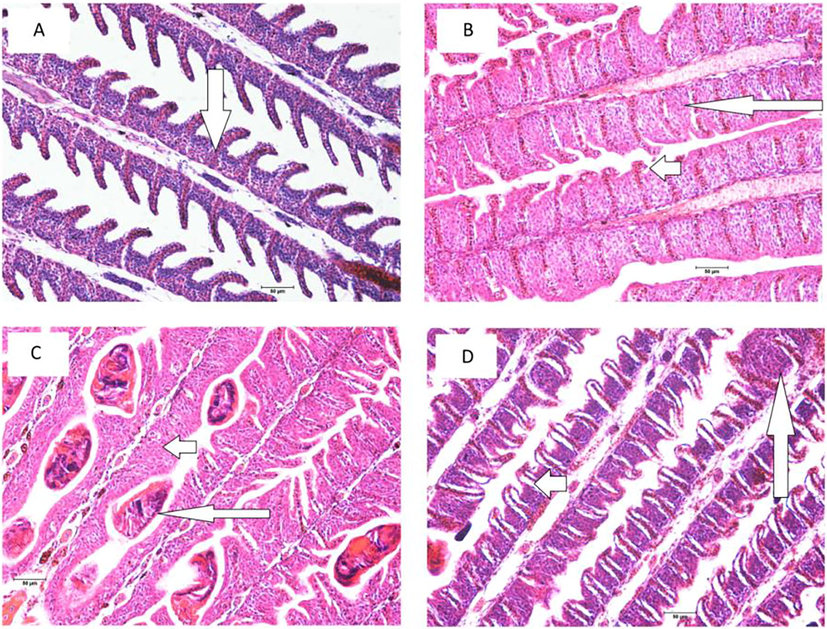 Photomicrographs of the gill of Pangasianodon hypophthalmus. (a) partial hyperplasia of the epithelial cells (arrow); (b) complete fusion of the lamellae (long arrow), telangiectasis at the secondary lamellae (short arrow); (c) hyperplasia of the lamellae (short arrow), parasitic cyst (long arrow), (d) epithelial lifting (short arrow), parasitic cyst (long arrow). Scale bar 50 µm. Hematoxylin/Eosin stain.