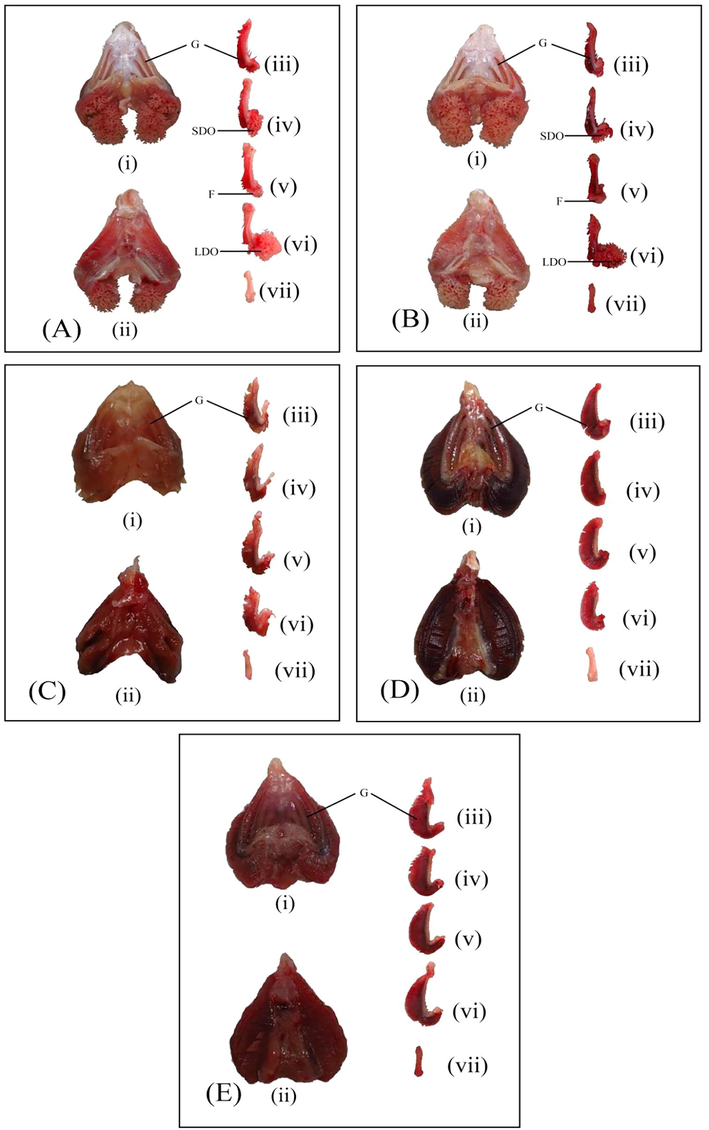 Morphology of the gills of Clarias gariepinus (A), Clarias-like Clariothalmus (B), Panga-like Clariothalmus (C), Pangapinus (D), and Pangasianodon hypophthalmus (E). Keys: G = gills; SDO = small part of dendritic organ; F = gill fan; LDO = large part of dendritic organ, (i) = Dorsal view of gills; (ii) = ventral view of gills; (iii) = First gill arch; (iv) = second gill arch; (v) = third gill arch; (vi) = fourth gill arch and (vii) = fifth rudimental gill arch.