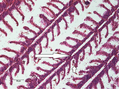 Photomicrographs of a typical normal gill from the control groups of fishes. Primary lamellar (long arrow); secondary lamellar (short arrow).