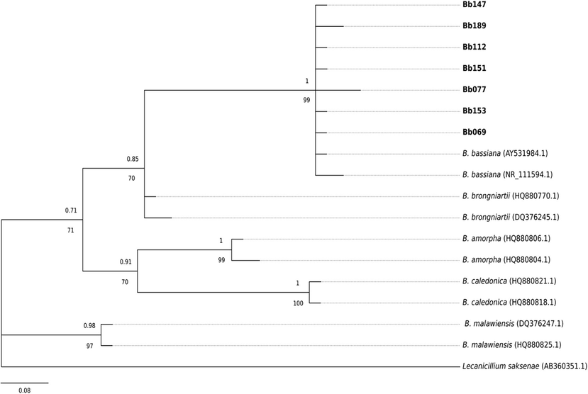 Phylogenetic tree generated by the Bayesian analysis of the ITS sequences of seven Argentinean isolates of Beauveria bassiana and related species. Lecanicillium saksenae was used as out-group. The isolates corresponding to this work are highlighted in bold. Below each of the reference isolates detailed its number of access to GenBank. The probability values later ≥0.7 and bootstrap ≥70% are represented above and below of the internodes, respectively. The bar at the bottom indicates the number of substitutions per site.