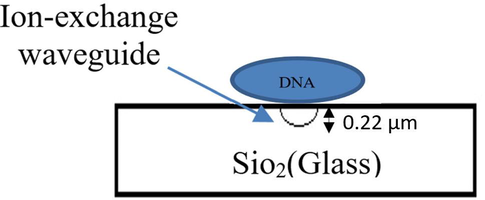 Showing the DNA on top of the ion-exchange waveguide in case of sensing.