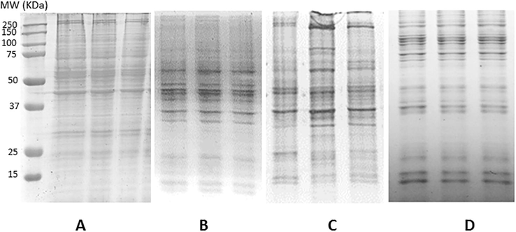 Electrophoregram of Aedes aegypti midgut proteins obtained with different solvents. (A) Ripa modified buffer (TRIS-HCl 50 mM pH 8, NaCl 50 mM y SDS 1%). (B) PBS-buffer 100 mM pH 7,2 suplemented with triton X-100 at 1%. (C) Urea 7M/Thiourea 2M/CHAPS 4%. (D) DMSO/TFA (99.5%/0,5% v/v). MW: Molecular Weight of protein markers.