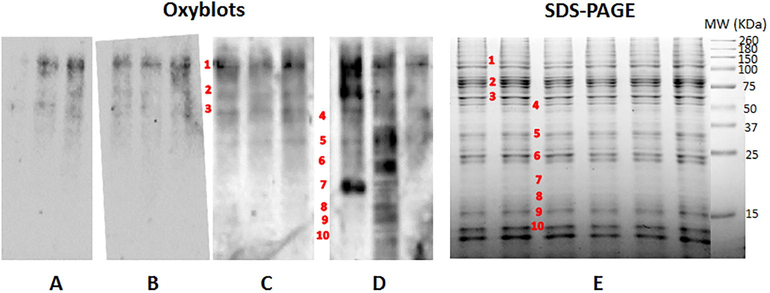 Carbonylation patterns and SDS-PAGE of Aedes aegypti midgut proteins. Comparative 1D OxyBlots from Aedes aegypti midgut proteins of studies groups for (A) Normal growth controls, and exposed to (B) DMSO solvent, (C) Temephos and (D) EETC. (E) Protein bands carbonylated in oxyblots were compared against SDS-PAGE and matched bands were numbered, excised, digested and analyzed by MS spectrometry.