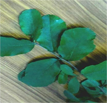 Leaf sample of C. diffusa.