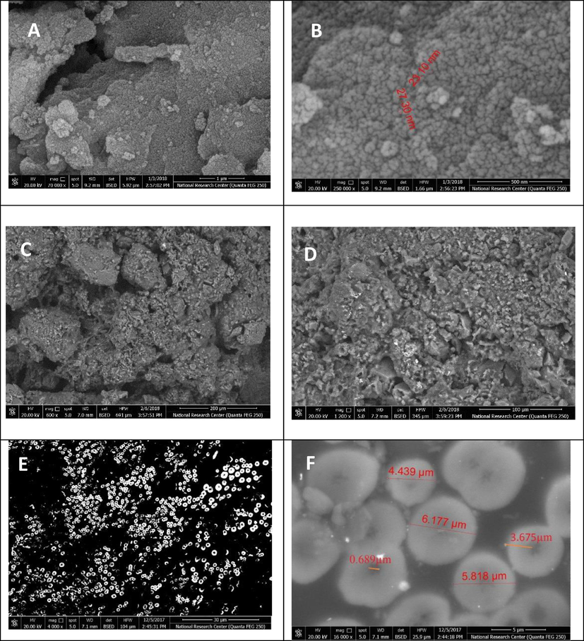 SEM for PSS at low magnification (A), high magnification (B), amino acid at low magnification (C), high magnification (D), and Conjugate at low magnification (E), High magnification (F).