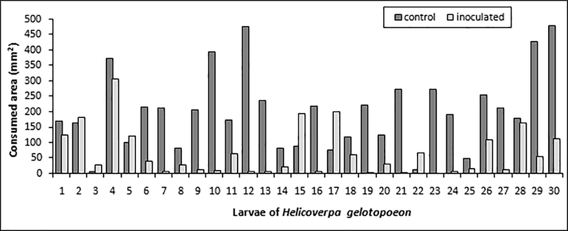Food preference of Helicoverpa gelotopoeon fed with soybean inoculated with Beauveria bassiana and not inoculated (control).