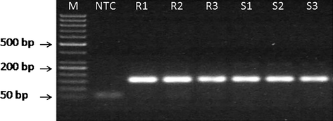 Agarose gel electrophoresis of qPCR product of endogenous gene EIF 1a. Lane 1–50 bp makrer, 2-NTC, 3–5 root sample, 6–8 shoot sample.