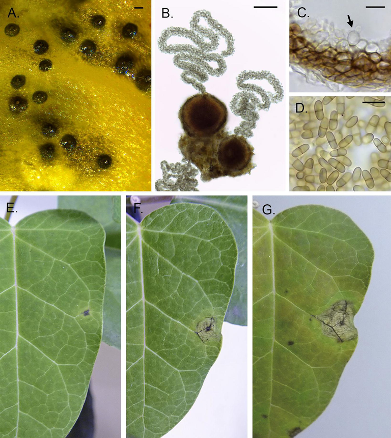 Ascochyta araujiae. A. Pycnidia developed on affected tissue. B. Microscopic detail of pycnidia and cirri. C. Pycnidial wall and fertile layer; the arrow indicates a conidiogenous cell. D. Conidia. E,F,G. Symptom development after week one (A), two (B) and three (C). Scale bars: A and B: 50 µm; C and D: 10 µm.