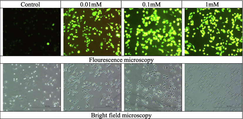 Fluorescence and bright field microscopy for ROS determination in MDA-MB-231 cells with and without tellurite.
