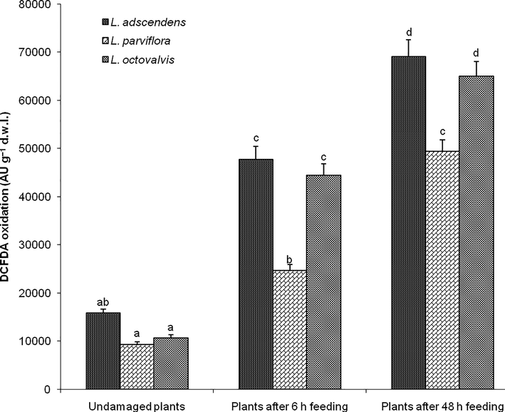 Total reactive oxygen species (ROS) in the three undamaged Ludwigia species and plants after feeding by Altica cyanea females. Bars (N = 5, Mean ± SE) with similar alphabets are not statistically different at P < 0.05; d.w.l. = dry weight of leaf tissue.