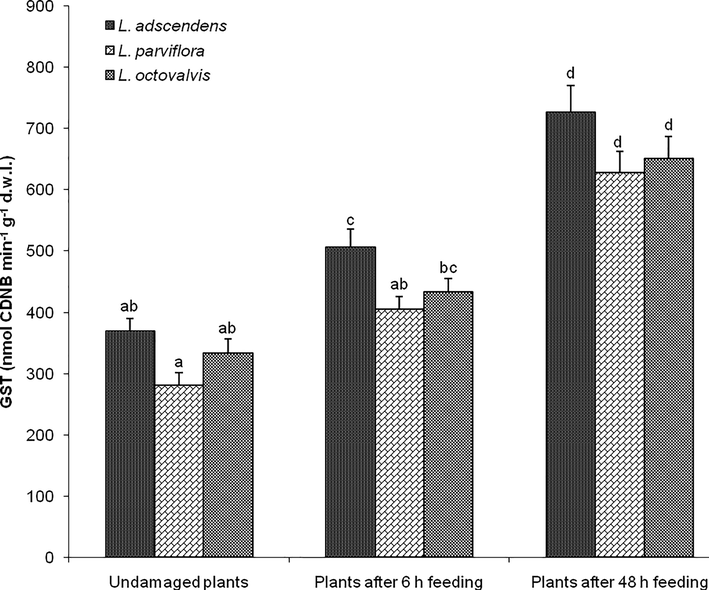 Activity of glutathione S-transferase (GST) in the three undamaged Ludwigia species and plants after feeding by Altica cyanea females. Bars (N = 5, Mean ± SE) with similar alphabets are not statistically different at P < 0.05; d.w.l. = dry weight of leaf tissue.