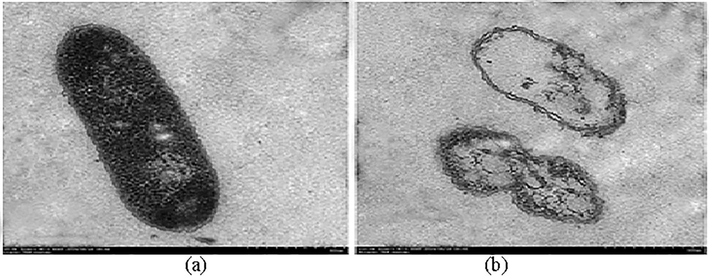 TEM image analysis showing the effect of biosurfactant action at 12.5 mg ml−1 on the cell membrane of E. coli. The untreated (a) and treated (b) samples were observed under the microscope.