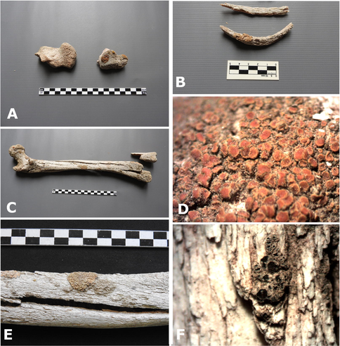 lichens growing on bones A. calcaneus; B. ribs; C. humerus; lichen species D. crustose Teloschistaceae E. Psiloparmelia distincta F. Myriolecis torrida.