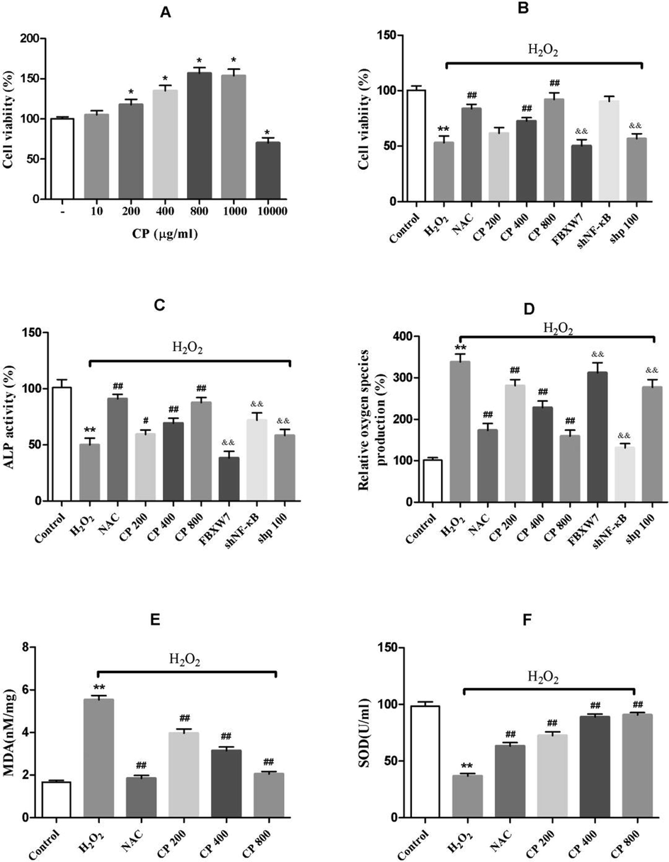 Effect of CP on cell viability, ALP activity and antioxidant levels in H2O2-induced oxidative stress in Saos-2 cells. (A) Effects of CP on the cell viability (B, C, D) Effects of H2O2, CP, overexpressed FBXW7, p100 and NF-κB silencing on cell viability, ALP activity, and ROS levels in Saos-2 cells. (E, F) Effects of H2O2, and CP on MDA productions and SOD activity in Saos-2 cells. NAC is the positive control. Data shown represent the means ± SD. *p < 0.05 and **p < 0.01 vs. control group, #p < 0.05 and ##p < 0.01 vs·H2O2 group, and &p < 0.05 and &&p < 0.01 vs. CP (800 μg/ml) group.