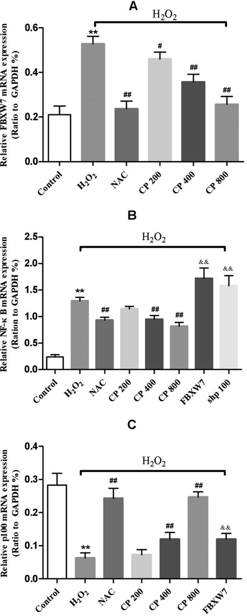 qRT-PCR analysis of mRNA expression of (A) FBXW7 (B) NF-κB (C) p100 in Saos-2 cells treated with and without overexpressed FBXW7, p100 silencing, H2O2 and CP. Data shown represent the means ± SD. *p < 0.05 and **p < 0.01 vs. control group, #p < 0.05 and ##p < 0.01 vs. H2O2 group, and &p < 0.05 and &&p < 0.01 vs. CP (800 μg/ml) group.