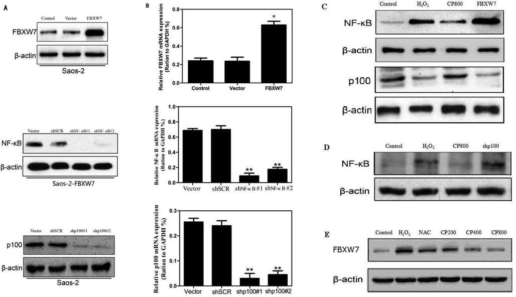 The mRNA and protein expression levels of FBXW7, p100 and NF-κB were detected by qRT-PCR and Western Blot, respectively. (A, B) Efficiency of overexpressing and silencing of the genes. (C–E) FBXW7 regulates expression levels of p100 and NF-κB. p100 negatively regulate NF-κB protein expression. The values shown represent the means ± SD. *p < 0.05 and **p < 0.01 vs. vector control.