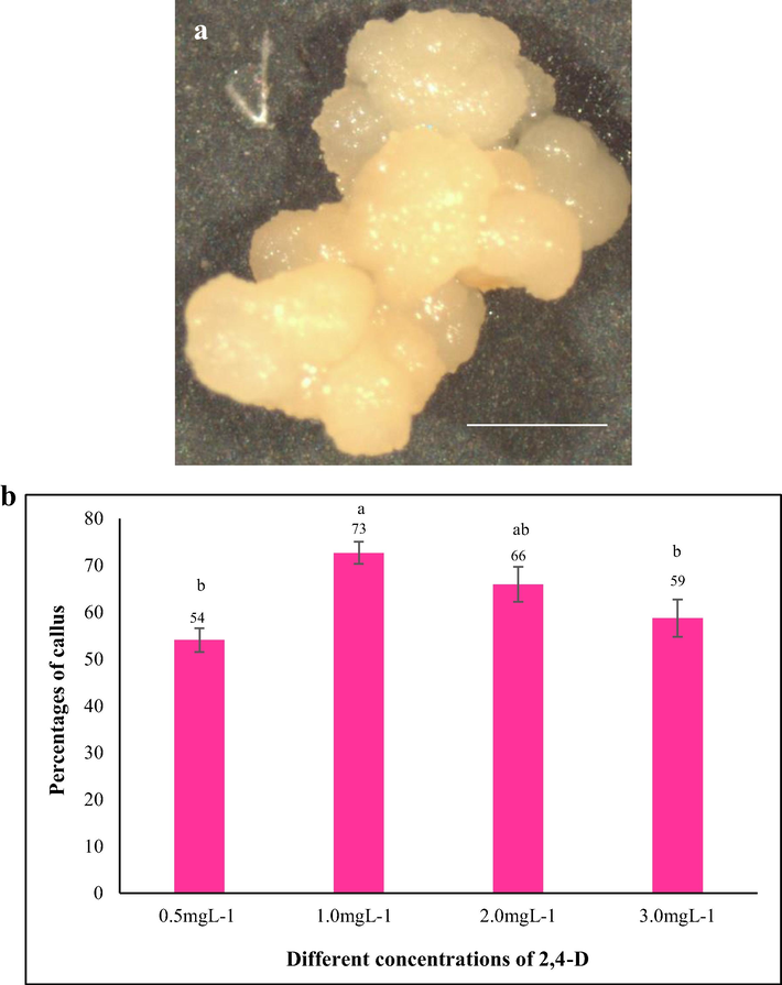 The initiation of callus on MS media supplemented with different concentrations of 2,4-D. a) Morphological features of embryogenic callus of Tripogon loliiformis. b) Mean percentage of callus induced in MS media with different concentrations of 2,4D. n = 10 (corresponding to 10 independent biological replications with 20 seeds each). Error bars represent standard error. Scale bar = 1 mm.