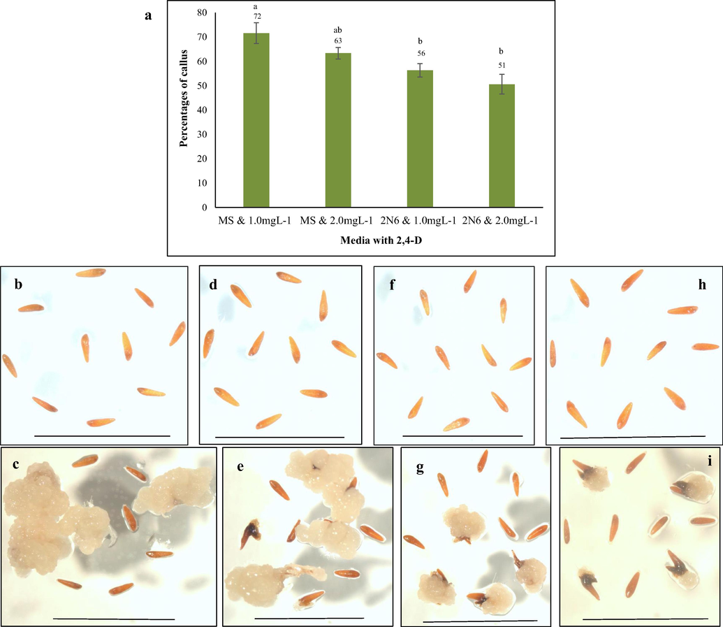 Callus induction from Tripogon grains on MS and 2 N6 media. (a) Mean percentage of callus induction in MS and 2 N6 media, n = 10 (corresponding to 10 independent biological replications with 20 seeds each). Error bars represent standard error. (b and c) MS media with 1.0mgL−1 2,4-D on 0 day and after 5 weeks, (d and e) MS media with 2.0mgL−1 2,4-D on 0 day and after 5 weeks, (f and g) 2 N6 media with 1.0mgL−1 2,4-D on 0 day and after 5 weeks and (h and i) 2 N6 media with 2mgL−1 2,4-D on 0 day and 5 weeks, Scale bar = 1 mm.