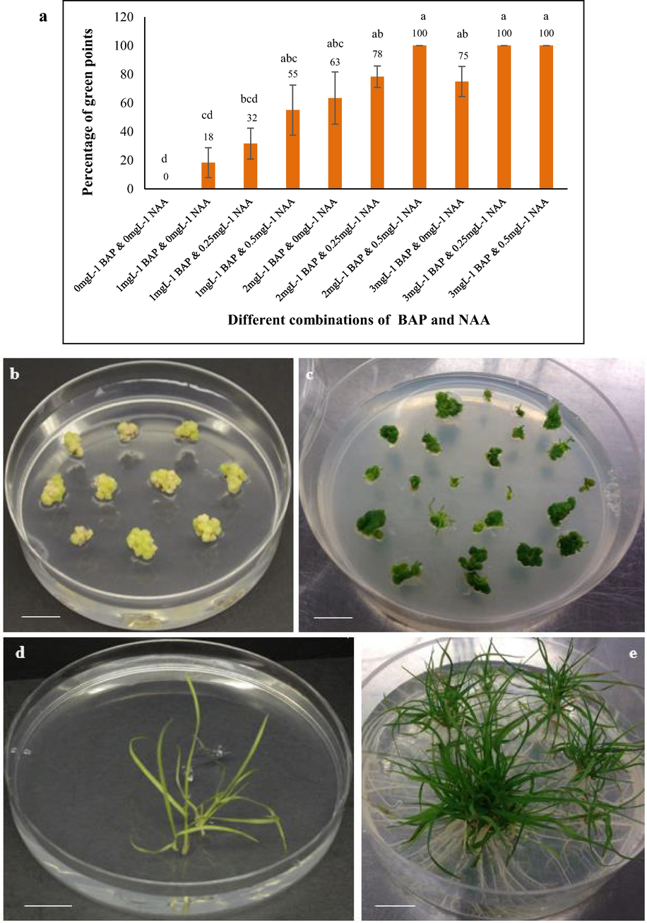 Regeneration of Tripogon loliiformis plantlets from calli. a) Mean percentage of green points coming on MS medium containing different concentrations of BAP and NAA. n = 6 (corresponding to 6 independent biological replications with 10 calli each). Error bars represent standard error, (b) emergence of green points on calli after 2 weeks and (c) shoot initiation from calli after 5 weeks on MS medium with 2.0mgL−1 BAP and 0.5mgL−1 NAA, (d) shoot regeneration after 8 weeks and (e) profuse rooting from shoots after 11 weeks in MS medium supplemented with 2.0mgL−1 BAP and 0.25mgL−1 NAA. Calli were exposed in 16 h light/8h dark. Scale bar = 14 mm.