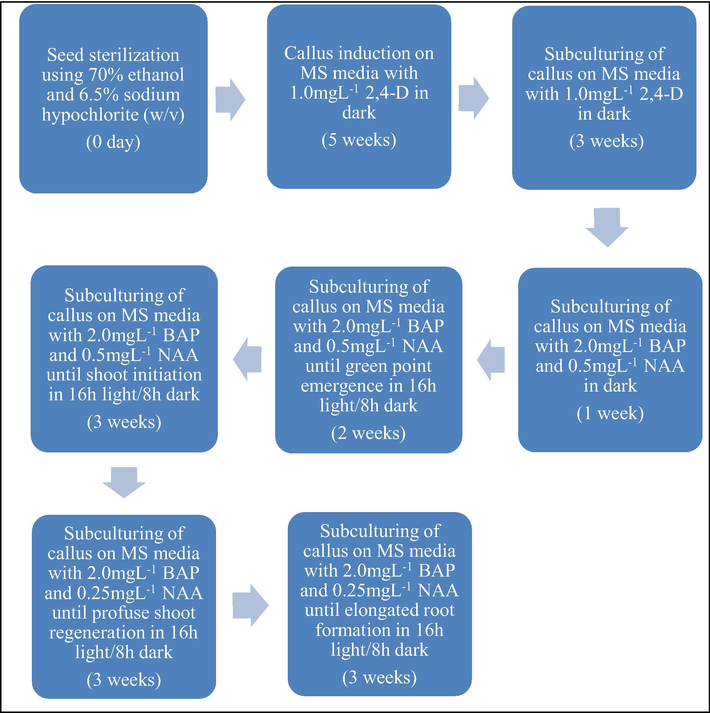 Tripogon loliiformis tissue culture procedure.