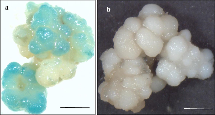 UidA gene expression assay after 3 days of transformation following rice transformation protocol (Hoang 2014). (a) Calli transformed with AGL1pCE104-UidA- EYFP, (b) non-transformed control calli, n = 3 (corresponding to 3 independent biological replications with 10 calli each) . Scale bar = 1 mm.