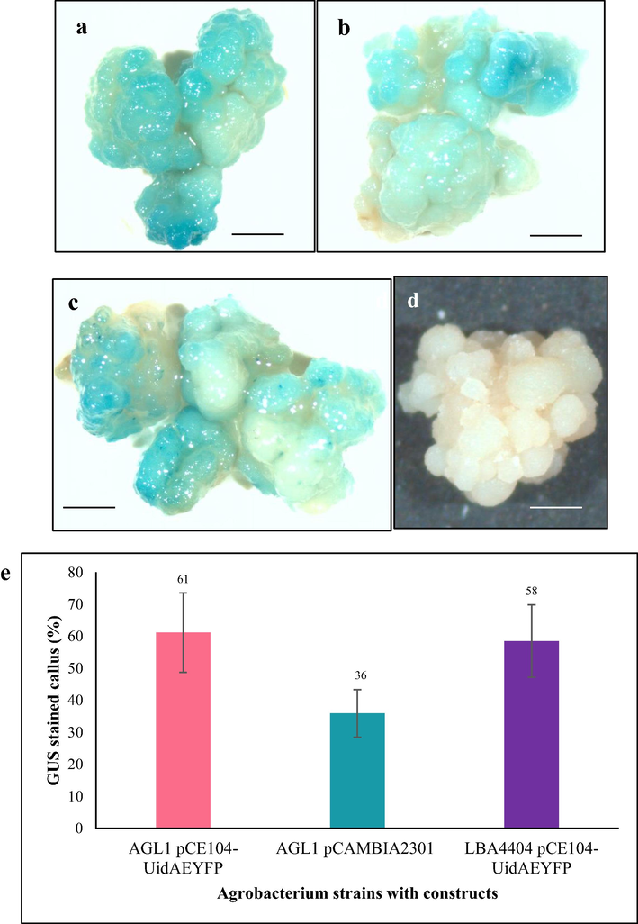 UidA gene expression in Tripogon calli 3 days post-transformation with Agrobacterium strains AGL1 pCE104-UidAEYFP, AGL1 pCAMBIA2301 and LBA4404 pCE104-UidA-EYFP following Brachypodium transformation protocol. (a) AGL1 pCE104-UidA-EYFP, (b) AGL1 pCAMBIA2301, (c) LBA4404 pCE104-UidA-EYFP, (d) control, (e) Percentages of GUS stained calli. n = 3 (corresponding to 3 independent biological replications with 10 calli each). Scale bar = 1 mm.