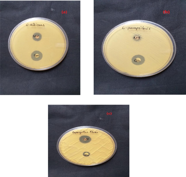 Zone of inhibition of pure crystal against (a) Candida albicans, (b) Candida parapsilosis and (c) Aspergillus flaves.