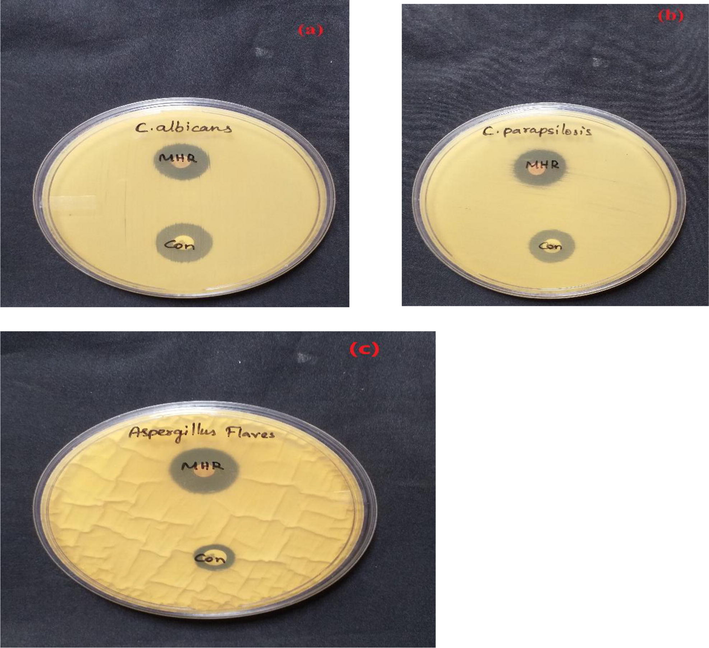 Zone of inhibition of Rb: L-LMHCL crystal against (a) Candida albicans, (b) Candida parapsilosis and (c) Aspergillus flaves.