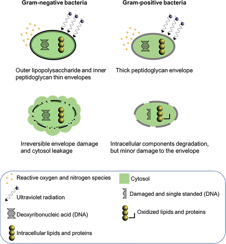 Hypothetical main mechanisms of action of plasma reactive species against Gram-negative and Gram-positive bacteria.