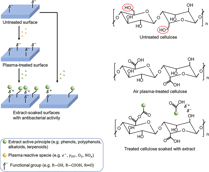 Hypothetical mechanisms of plasma pre-treatment synergistic effect on the antibacterial activity of natural extracts soaked on materials. A red dotted perimeter frames the primary alcohols of cellulose.