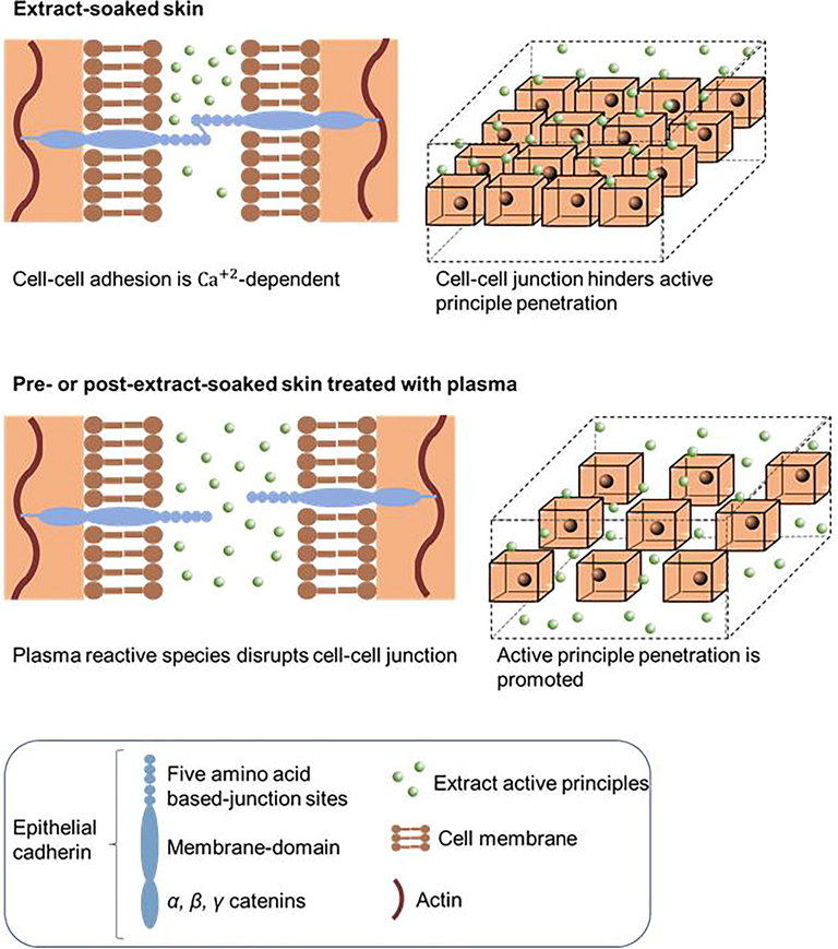 Proposed mechanism of natural extract penetration in extract-soaked skin, pre- or post-treated with plasma.