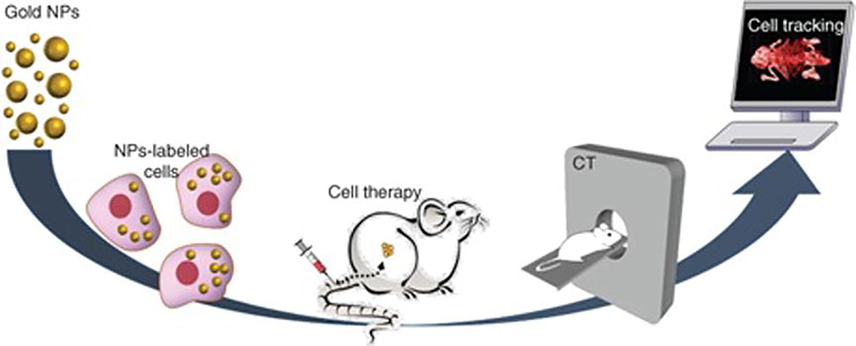 In vivo tracking of therapeutic cells.
