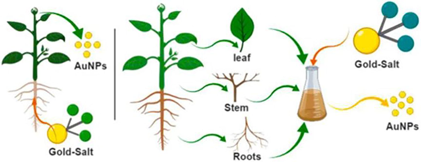 Schematic representation various parts of plant-based synthesis of AuNPs.