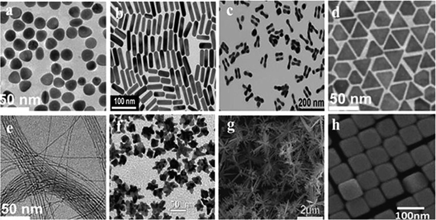 AuNP TEM images: (a) quasi-spheres, (b) nanorods, (c) nanodumbbells, (d) triangular nanoprisms, (e) ultrathin nanowires, (f) nanostars; (g and h) AuNP SEM images: Nanodendrites (g) and (h) nanocubes.