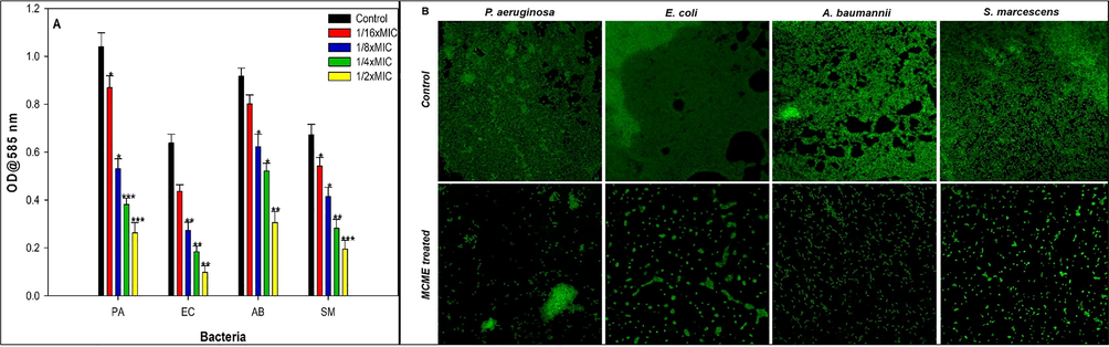 (A) Effect of sub-MICs of MCME on the biofilm formation in test bacteria. Data are represented as mean values of triplicate readings and bar is standard deviation. * denotes significance at p ≤ 0.05, ** denotes significance at p ≤ 0.005 and *** denotes significance at p ≤ 0.001. (B). Confocal laser scanning microscopic images of biofilm formation in the absence and presence of 1/2xMICs of MCME.