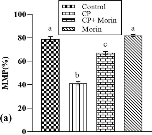 Effect of Morin on mitochondrial membrane potential (MMP) of CP-treated rats. Bars sharing different superscripts are significantly (p < 0.05) different from each other.