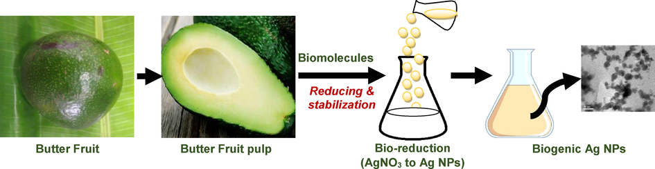 Schematic diagram of the biosynthesis of silver nanoparticles using Persea americana pulp extract.