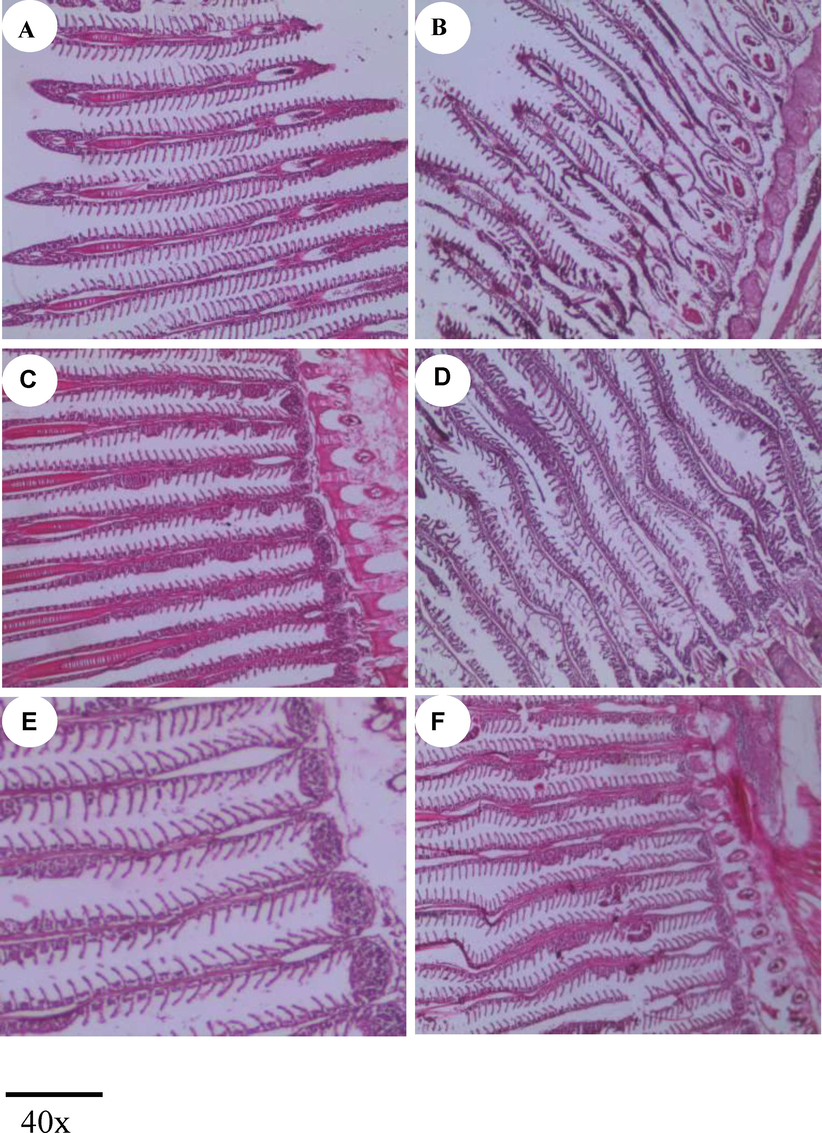 Histological appearance of the gill tissue in control (A, C and E) and infected group, B – Intramuscular exposed; D – Oral and F – immersion gills after 48 h. A; Uninfected control fish gills tissues occurrence of healthy primary lamellae, secondary lamellae and normal cellular like chloride cells and pillar cells; (B, D and F) – Gill of exposed fish showing lamellae fusion, formation of aneurism and epithelial lifting.