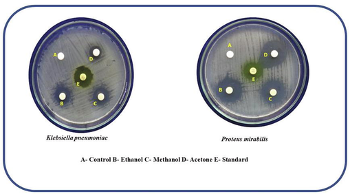 Anti-bacterial activity of the nanomateral against K. pneumoniae and P. mirabilis.