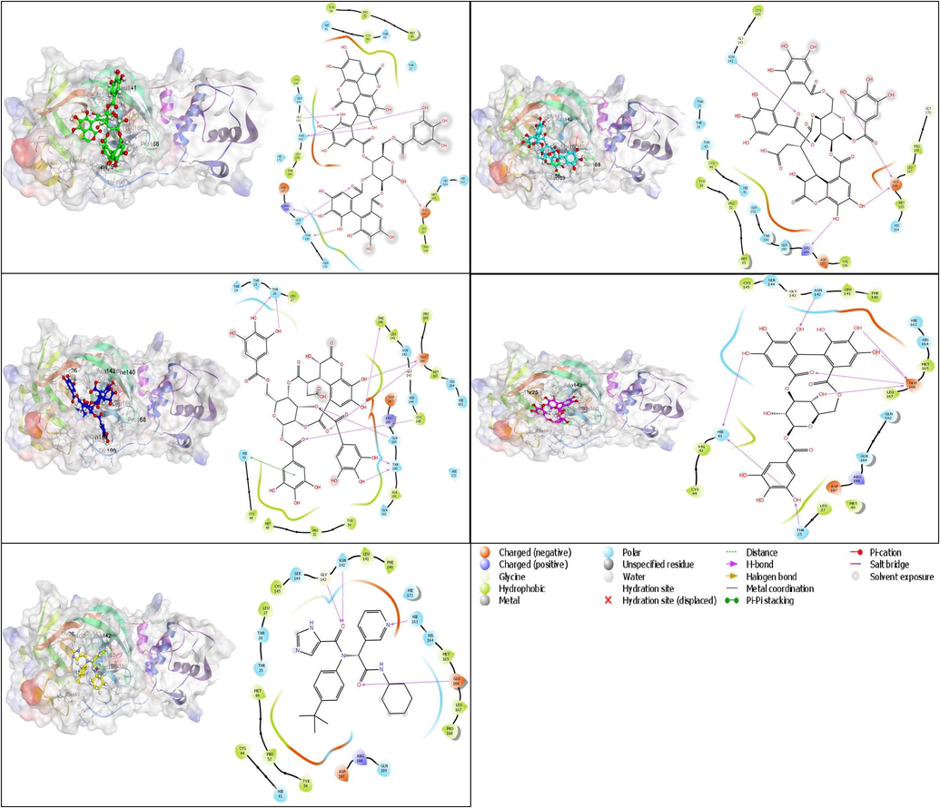 Interaction between the ligands and main protease (Mpro) (PDB: 6W63). (a) Terflavin, (b) Chebulagic acid, (c) Chebulinic acid, (d) Corilagin, (e) X77 or N-(4-tert-butylphenyl)-N-[(1R)-2-(cyclohexylamino)-2-oxo-1-(pyridin-3-yl)ethyl]-1H-imidazole-4-carboxamide.