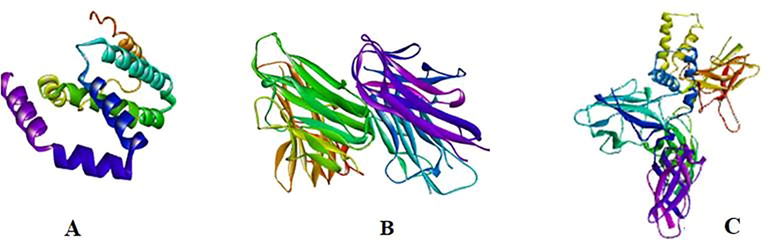 3D Visualization of a) interleukin 10 b) TNF alfa c) NF-kappaB p52.