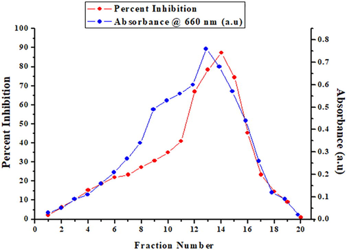 Elution profile of WCPI on Sephacryl S-100 HR gel filtration chromatography. Dialyzed sample (3 ml) was applied in column, equilibrated with 50 mM NaPO4 buffer (pH 7.5). The inhibitor was eluted in the same buffer at a flow rate of 15 ml/hour. Fractions (5 ml) were monitored for activity and protein. The single inhibitory peak corresponding to WCPI including fractions 12, 13, 14 and 15, having good amount of protein was proceeded for further studies.