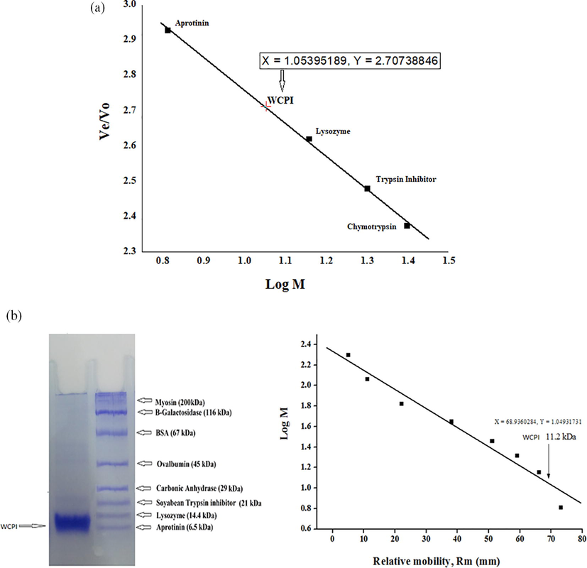 Molecular weight determination of WCPI. Different standard protein of known molecular weight were run on gel filtration column and their Ve/V0 vs log M was used to calculate the molecular weight of WCPI (Fig. 3a). The gel pattern of the inhibitor fraction yielded a single polypeptide band with a molecular weight of 11.2 kDa. Plot of log M vs relative mobility (Rm) of markers for determination of molecular weight of purified inhibitor. The arrow indicates position of WCPI (Fig. 3b).